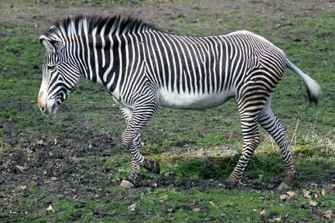Zebra on the green grass 스톡 사진