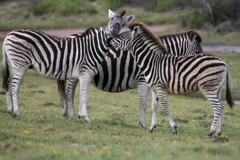 Zebra Greeting Foto stock