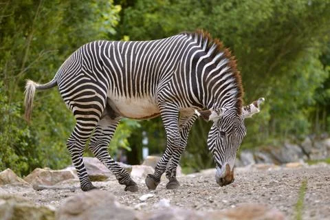 Zebra of Grevy Foto stock