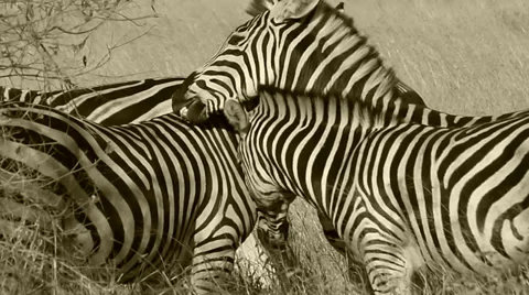Zebra grooming Stock Footage 35475329