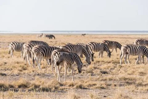 Zebra Group Etosha Stock Photos