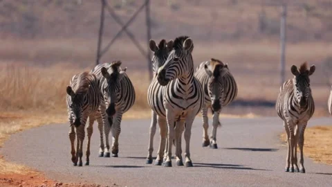 Zebra group with foals walking down tar road during heat wave Stock Footage 288589933
