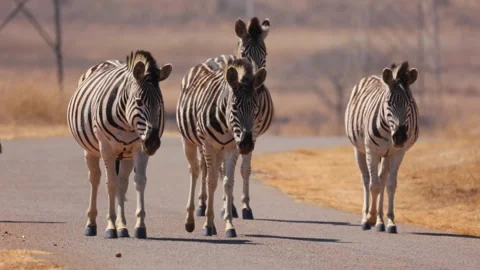 Zebra group walk down tar road in national park during heat haze, medium Stock Footage 288589929