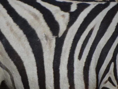 A zebra had to Stock Photos