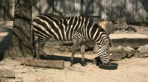 Zebra is hanging out in the sunlight Stock Footage 365434