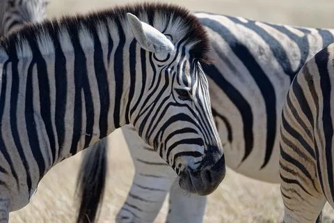 A zebra has its ears back, it looks angry Foto stock