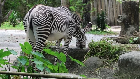 Zebra having meal Stock Footage 304717333