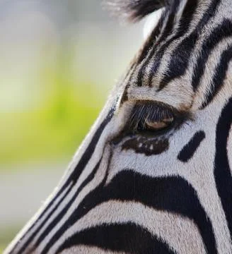 Zebra head and eye Foto stock
