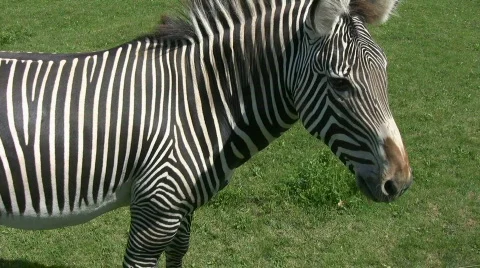 Zebra. Head and shoulders. Stock Footage 139910
