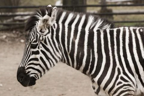 A zebra head and shoulders from the side with soft background Stock Photos