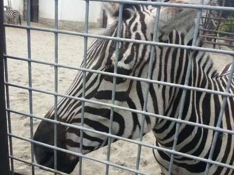 Zebra head behind a cage Stock Photos