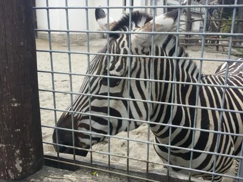 Zebra head behind a cage Stock Photos