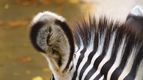 A zebra head close up Stock Footage 252560694