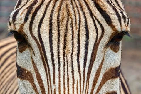 Zebra head close-up Stock-Fotos