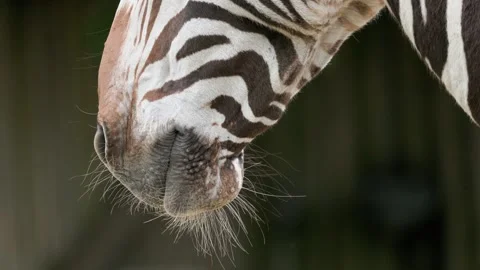 Zebra head close up showing stripes and whiskers Stock Footage 307421892
