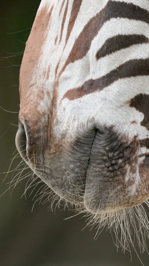 Zebra head close up showing stripes and whiskers Stock Footage 327646911
