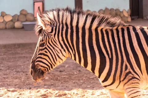 Zebra head close up in sunlight at sunset, hoofed animal striped zebra Stock Photos