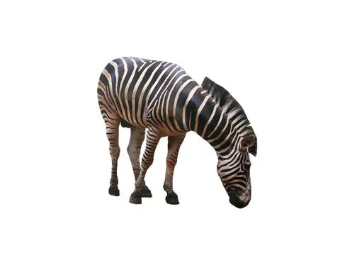 Zebra Head Down Isolated on White Background Stock Photos