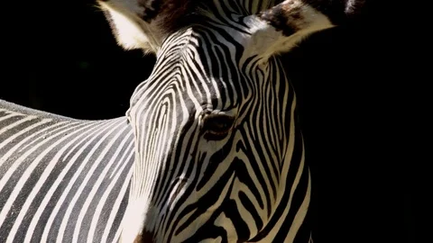 Zebra Head - Face Close Up Stock Footage 72174618