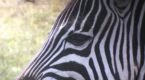 Zebra head Stock-Footage 22323280