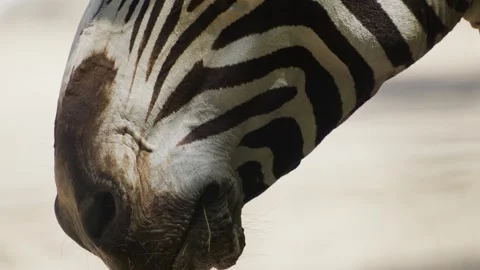 Zebra head Stock-Footage 244334968
