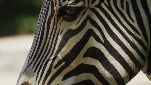 A zebra head  Stock Footage 244548775