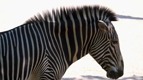 Zebra head Stock Footage 249913657