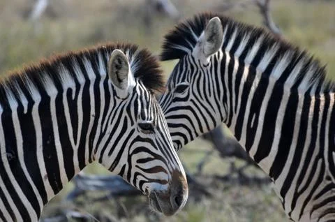 Zebra head to head Stock Photos