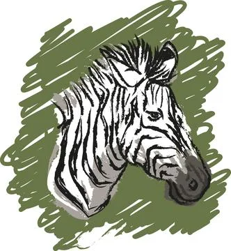 Zebra Head Stock Illustration