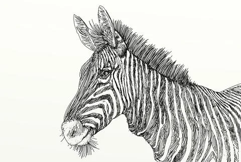 Zebra head on old paper background. Hand drawn vector illustration. Stock Illustration
