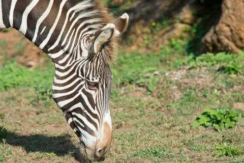 Zebra head. Stock Photos