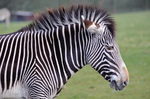 Zebra head Stock Photos