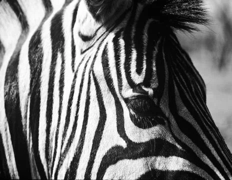 Zebra Head Stock Photos