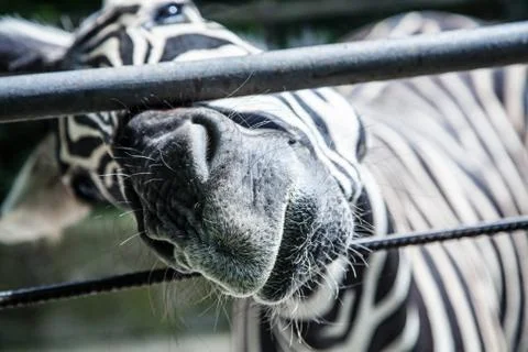 Zebra head Stock Photos