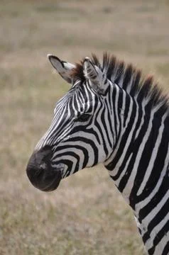 Zebra head Stock Photos