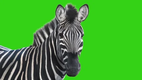 Zebra head portrait on green screen looking at camera. Animated cinemagraph,  Stock Footage 331785637