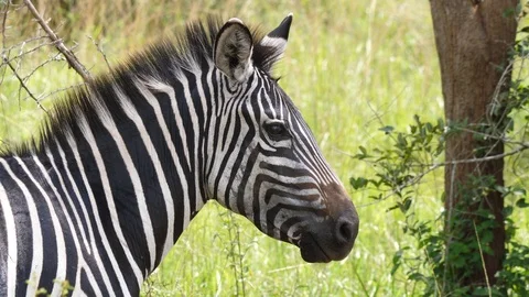 Zebra head, profile view Stock-Footage 101305965