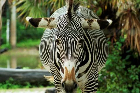 Zebra Head on Shot 库存照片