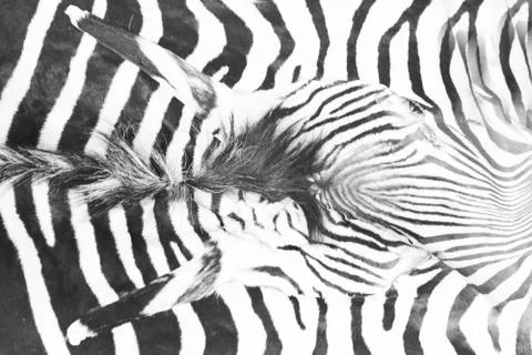 Zebra head texture Stock Photos