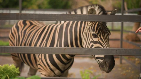 Zebra head through fence visitor hand extended to feed closeup of striped coat Stock Footage 327473825