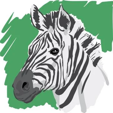 Zebra head vector sketch イラスト素材