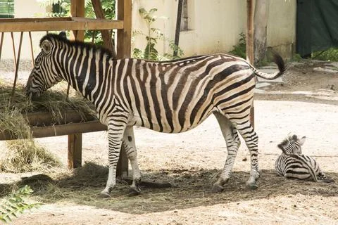 Zebra with her cub Stock Photos
