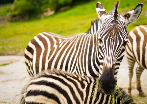 Zebra with her son underneath Stock Photos