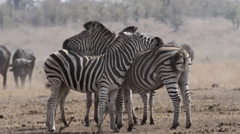 Zebra herd in africa Video stock 53089137