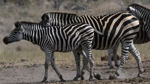 Zebra herd in africa Video stock 53089471
