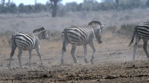 Zebra herd in africa Video stock 53089517