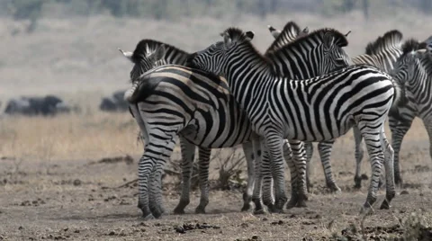 Zebra herd in africa Video stock 53089520