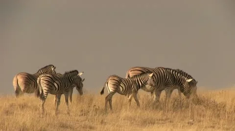 Zebra herd in the afternoon (2) Stock Footage 12134208