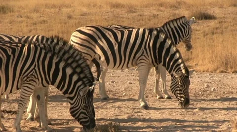 Zebra herd in the afternoon Stock Footage 12134343