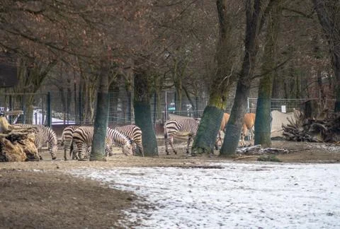 Zebra herd in the background, snowy foreground. Stock Photos